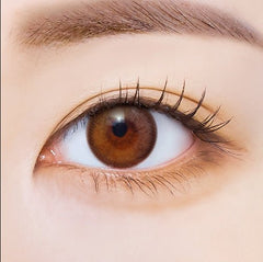 I - SHA Polaris Ursa Brown