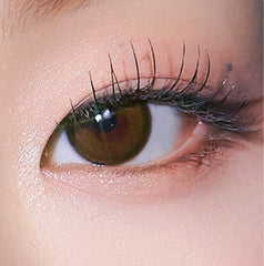 I - SHA Polaris Ursa Brown