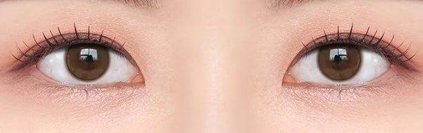Shine Touch Milky 1Day Brown (20p) colored contact lens, 12.7mm graphic diameter, Daily wear