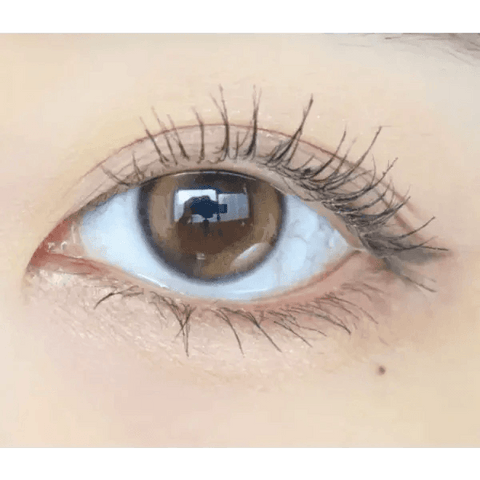 Double Tint Brown Double Tint Brown
