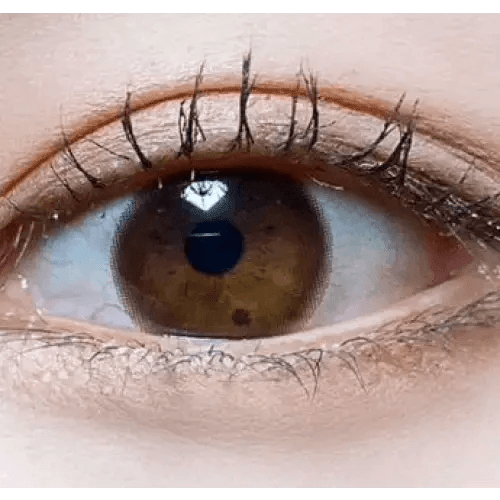 Olens Shining Pure Choco colored contact lens, 12.6mm graphic diameter, Monthly wear