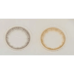 Olens Spring Rain Gray