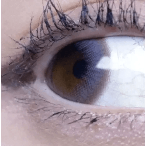 Olens Polla Gray — single-eye close-up showing the contact lens appearance