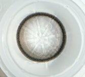 Olens EOTD Gray colored contact lens, 13.8mm graphic diameter, Monthly wear