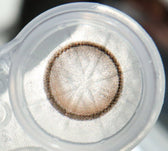 Olens EOTD Mocha Brown colored contact lens, 13.8mm graphic diameter, Monthly wear