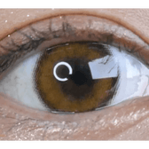 LensVery Celina Brown (10p) — single-eye close-up showing the contact lens appearance