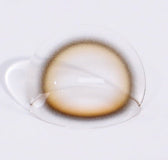 i-DOL Eyeis Melo Brown colored contact lens, 13.0mm graphic diameter, Monthly wear
