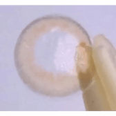 LensRang iWWi Celinay Brown — contact lens held on a fingertip