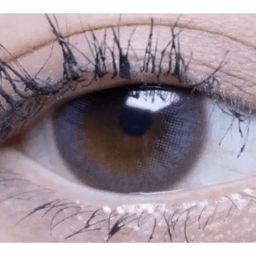 Olens Polla Gray — single-eye close-up showing the contact lens appearance