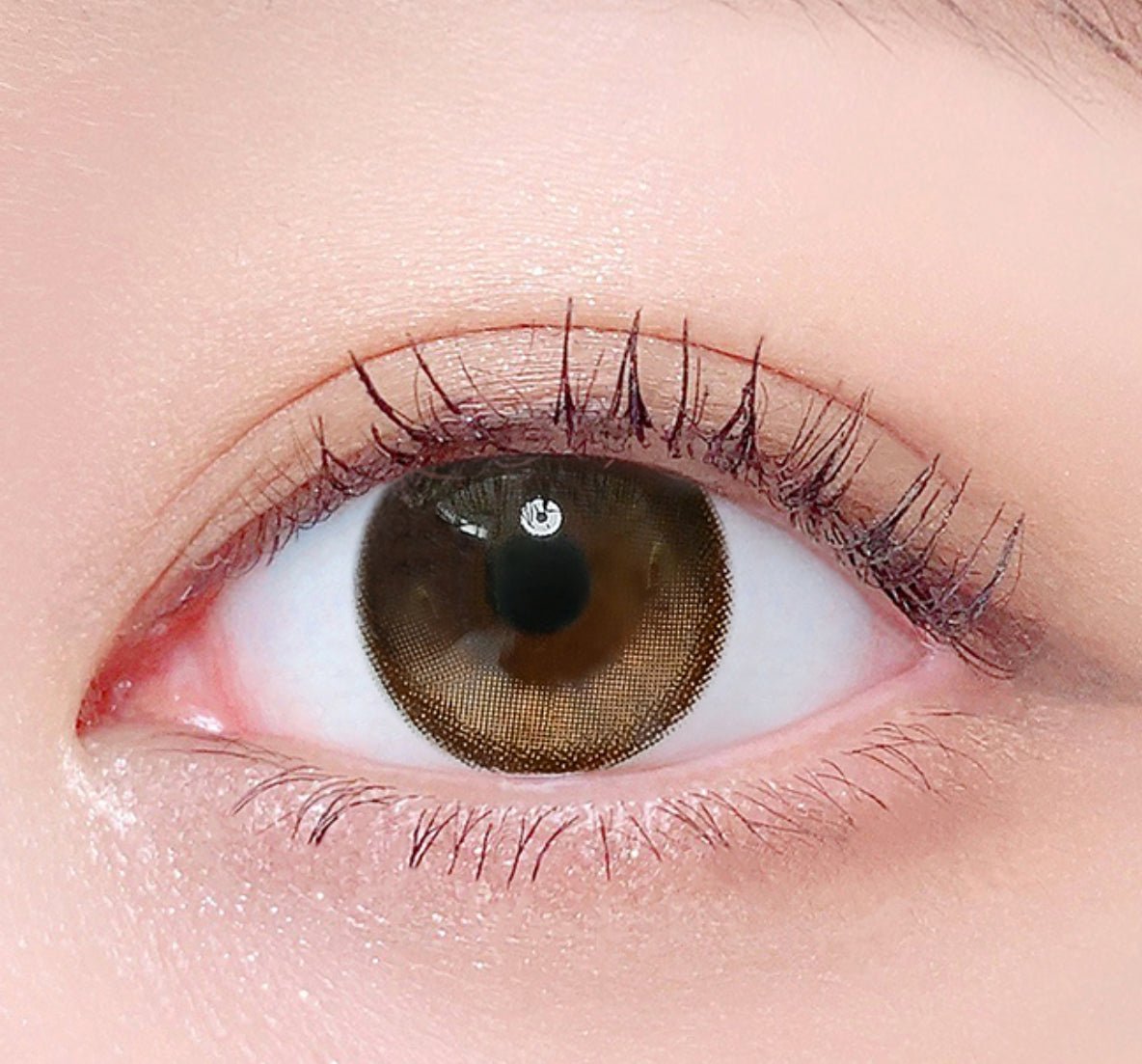 LensTown Tobetter Big 1Day Brown (10p) colored contact lens, 13.5mm graphic diameter, Daily wear